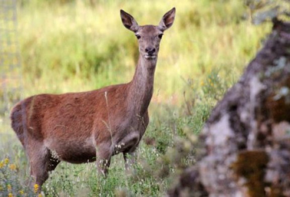 Cazadores de Kuartango muestran un vídeo de una cierva con gusanos en el sistema respiratorio. Ver vídeo interior