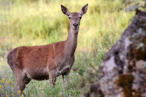 Cazadores de Kuartango muestran un vídeo de una cierva con gusanos en el sistema respiratorio. Ver vídeo interior