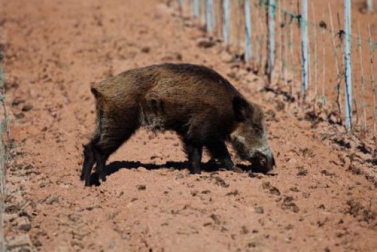 Los cazadores somos la solución para los agricultores alaveses