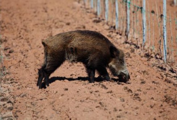 Los cazadores somos la solución para los agricultores alaveses