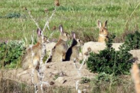 Poblaciones de conejos, una plaga en Navarra