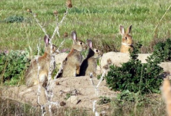 “ Se nos comen los conejos ”. Se triplican los daños por fauna