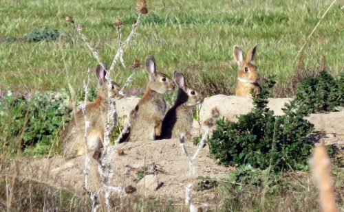 Cazar, respetar y conocer la naturaleza. El conejo silvestre