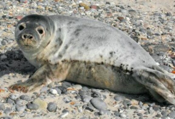 Avistan una cría de foca gris en varios puntos de Bizkaia y Gipuzkoa. Ver vídeo interior