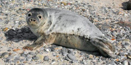Avistan una cría de foca gris en varios puntos de Bizkaia y Gipuzkoa. Ver vídeo interior