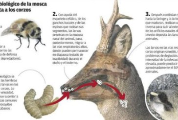 Conferencia sobre la enfermedad que deja ‘mosca’ a los corzos