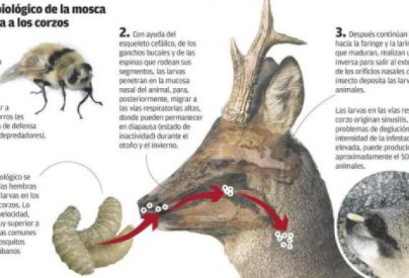 Conferencia sobre la enfermedad que deja ‘mosca’ a los corzos