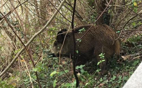 Gipuzkoa. Los jabalís cada vez más cerca en Lasarte