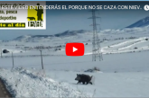 CON ESTE VÍDEO ENTENDERÁS PORQUE NO SE CAZA CON NIEVE