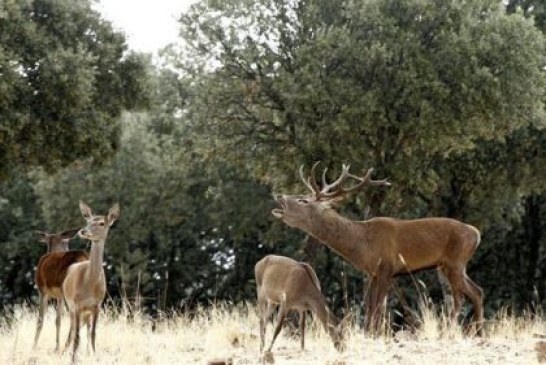 La caza como herramienta de conservación en Monfragüe