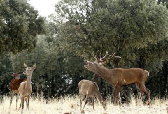 La caza como herramienta de conservación en Monfragüe