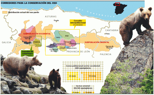 Breve historia de los osos en Euskadi y algo más