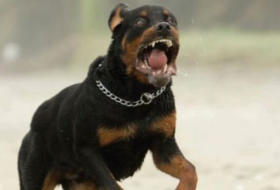 Dos rottweiler hieren de gravedad a un bebe en Sopuerta