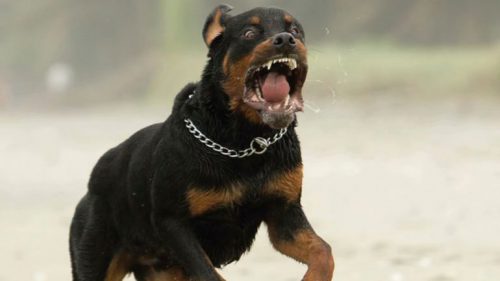 Dos rottweiler hieren de gravedad a un bebe en Sopuerta