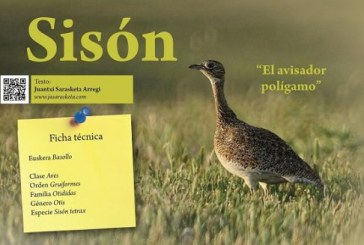 Sisón: «El avisador polígamo» Cuaderno de Campo