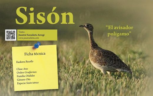 Sisón: «El avisador polígamo» Cuaderno de Campo