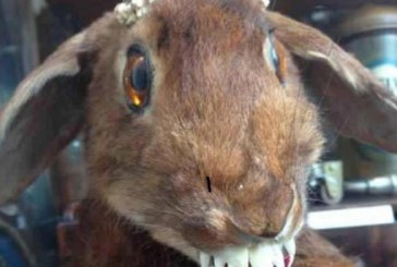 Galería de «Taxidermia desastrosa» Ver interior