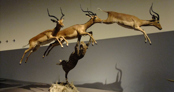 taxidermia buena