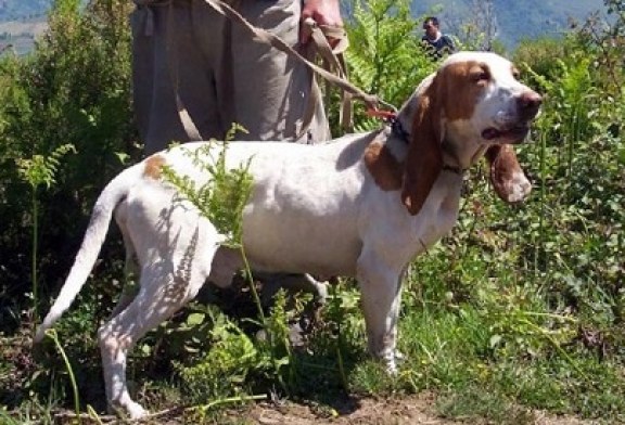 El Convenio Internacional de Protección de los Animales no tendrá aplicación práctica hasta que las comunidades autónomas adapten sus leyes regionales