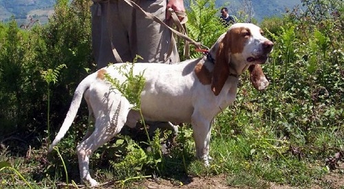 El Convenio Internacional de Protección de los Animales no tendrá aplicación práctica hasta que las comunidades autónomas adapten sus leyes regionales