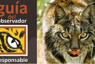 El proyecto Life + Iberlince edita una guía para la observación responsable del lince ibérico