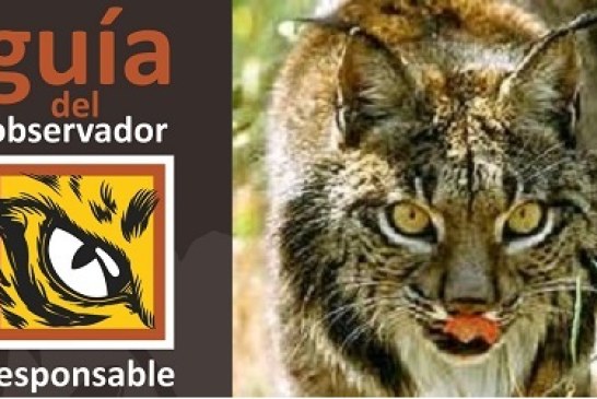 El proyecto Life + Iberlince edita una guía para la observación responsable del lince ibérico