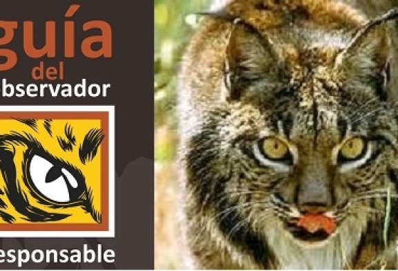 El proyecto Life + Iberlince edita una guía para la observación responsable del lince ibérico