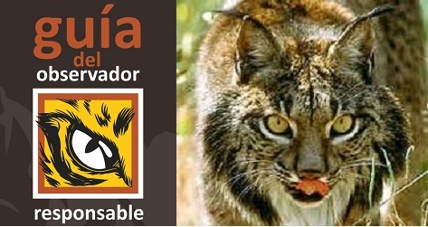 El proyecto Life + Iberlince edita una guía para la observación responsable del lince ibérico