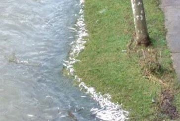 Se confirma la presencia de cianuro en las muestras tomadas en el río Deba el día en que murieron cientos de peces en Soraluze