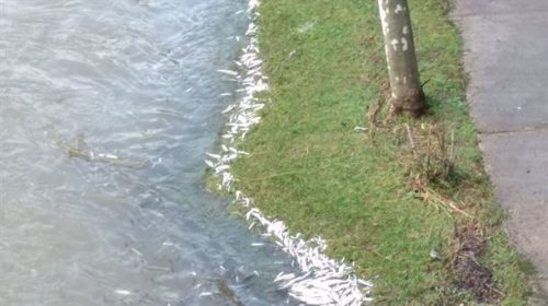 Se confirma la presencia de cianuro en las muestras tomadas en el río Deba el día en que murieron cientos de peces en Soraluze