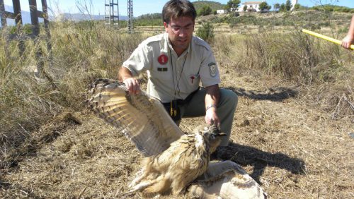 Los tendidos electrocutan a más de 33.000 rapaces cada año en España