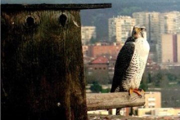 Zonas de adiestramiento y apoyo a la cetrería