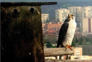 Zonas de adiestramiento y apoyo a la cetrería