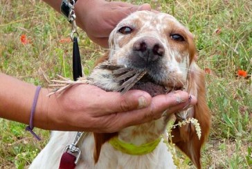 El primer curso de adiestrador de perro de caza organizado por la RFEC comenzará en abril