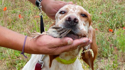 El primer curso de adiestrador de perro de caza organizado por la RFEC comenzará en abril