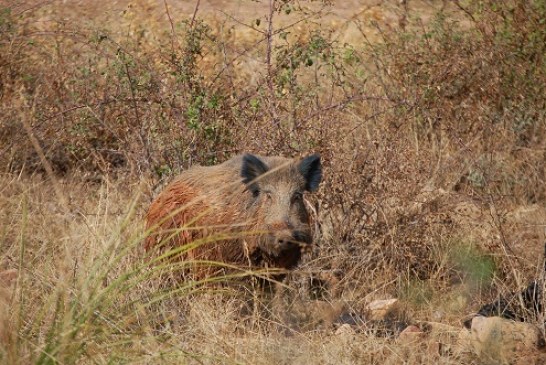 La RFEC aplaude la prohibición del envío de jabalíes silvestres entre países de la UE para controlar el avance de la PPA