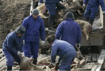 Alemania permitirá cazar jabalíes todo el año para prevenir la peste porcina