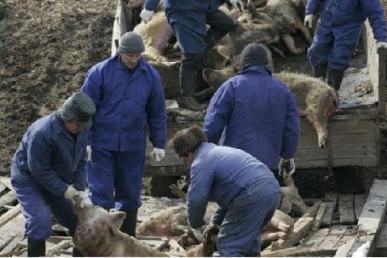 Alemania permitirá cazar jabalíes todo el año para prevenir la peste porcina