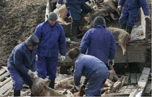 Alemania permitirá cazar jabalíes todo el año para prevenir la peste porcina