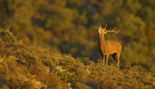 La Rioja. Los municipios afectados por la Reserva de Caza podrán pedir ayudas