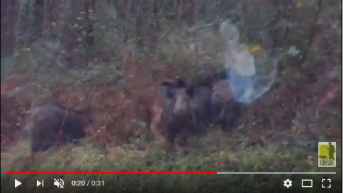 Vídeo del día: ¡Sorprendente la tranquilidad de estos jabalíes! Dima (Bizkaia)