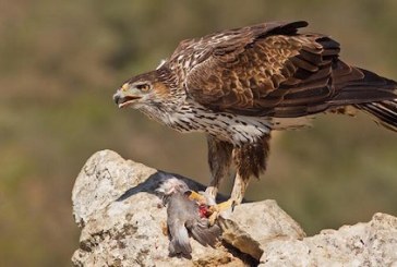 Aguila Perdicera -Cuaderno de campo