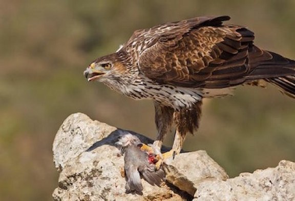 Aguila Perdicera -Cuaderno de campo