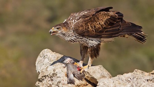 Aguila Perdicera -Cuaderno de campo