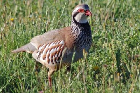 ¿Por qué desaparecen las aves? Denuncias que se suman a las de los cazadores