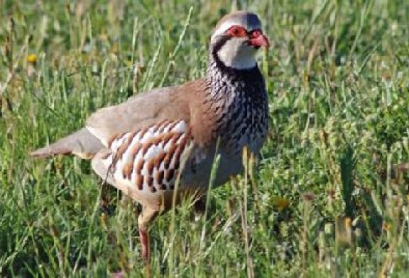 ¿Por qué desaparecen las aves? Denuncias que se suman a las de los cazadores