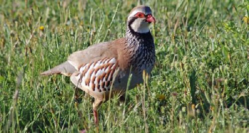 ¿Por qué desaparecen las aves? Denuncias que se suman a las de los cazadores