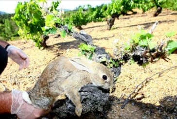 Agricultores denuncian la plaga de conejos en Castilla y Leon