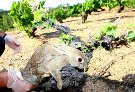 Agricultores denuncian la plaga de conejos en Castilla y Leon