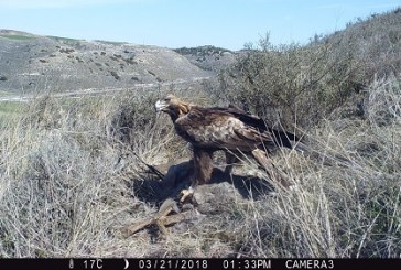 Cazadores y conservacionistas comparten un proyecto de investigación sobre águilas y corzos